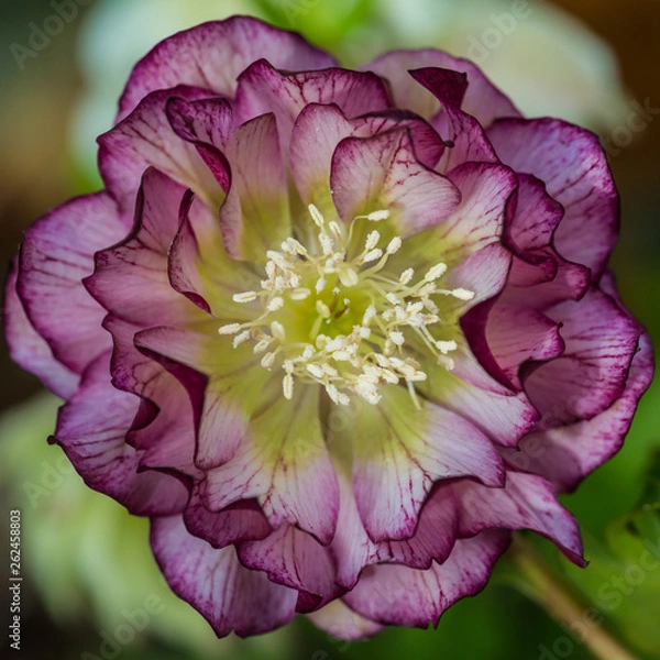 Obraz Helleborus Double Ellen