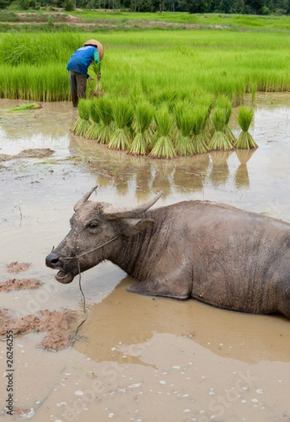 Obraz Reisfeld mit Wasserbüffel