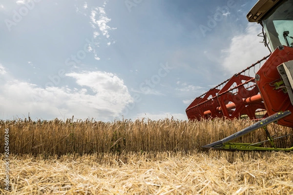 Obraz Getreideernte
