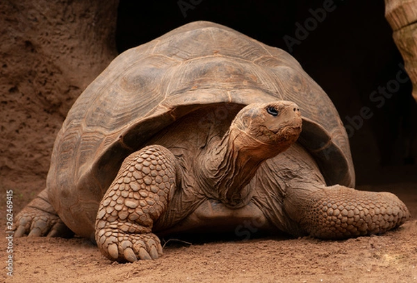 Obraz Big turtle lying on the sandy ground