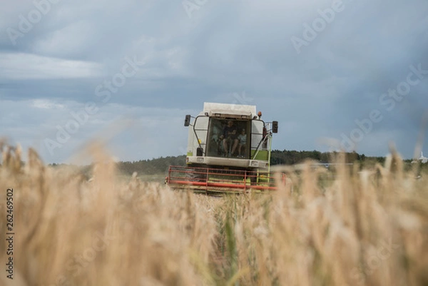 Obraz Getreideernte
