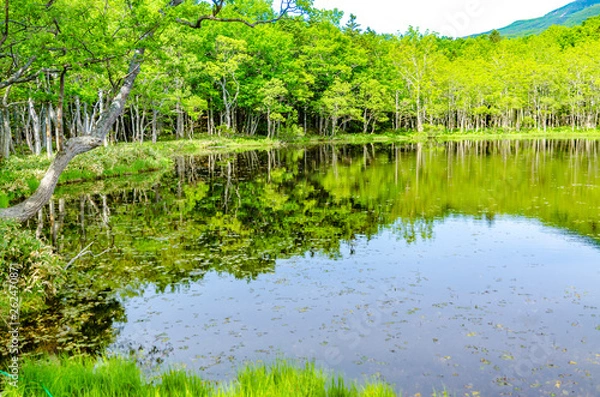 Fototapeta 爽やかな知床五湖