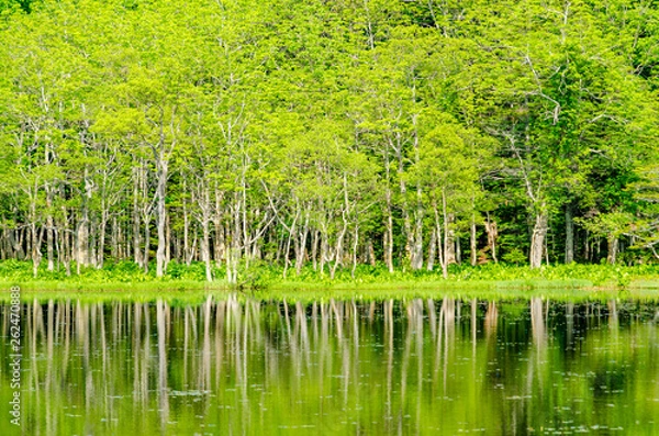 Fototapeta 爽やかな知床五湖