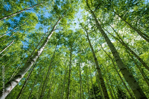 Obraz 新緑の白樺林