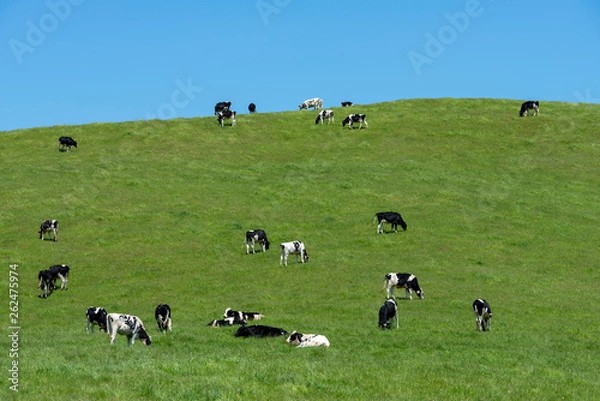 Fototapeta 夏の牧場