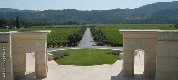 Obraz vineyards