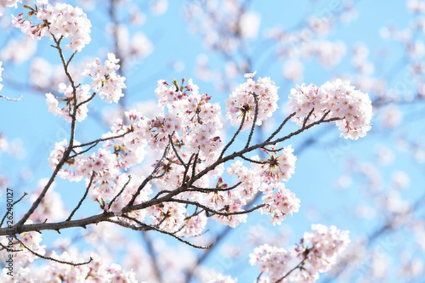 Obraz 桜2019