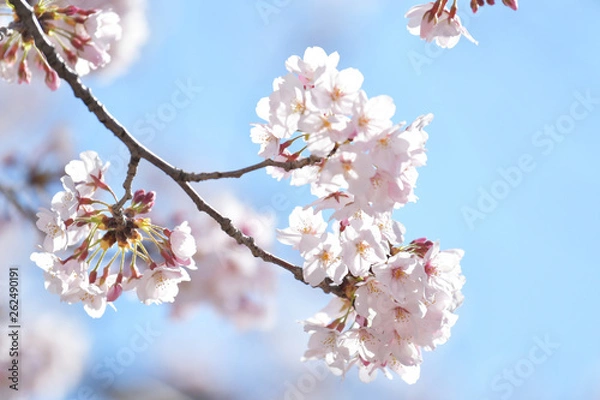 Obraz 桜2019