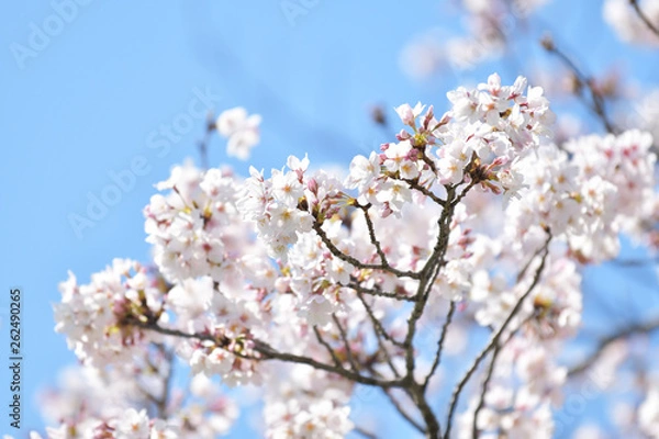 Obraz 桜