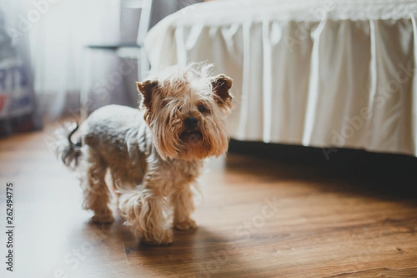 Obraz Small and fluffy Yorkshire terrier 