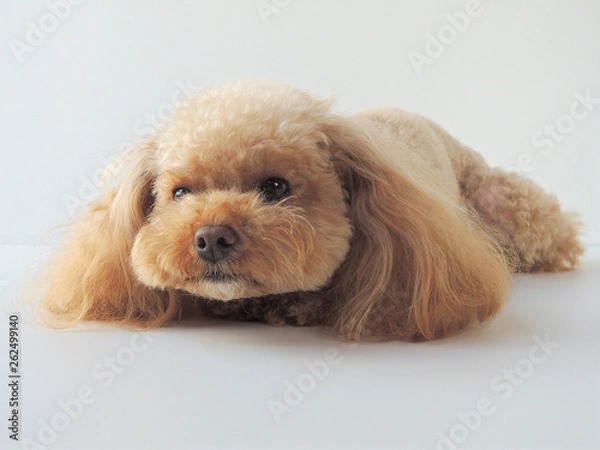 Fototapeta 顔をあげるトイプードル