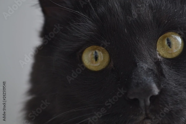 Obraz black cat