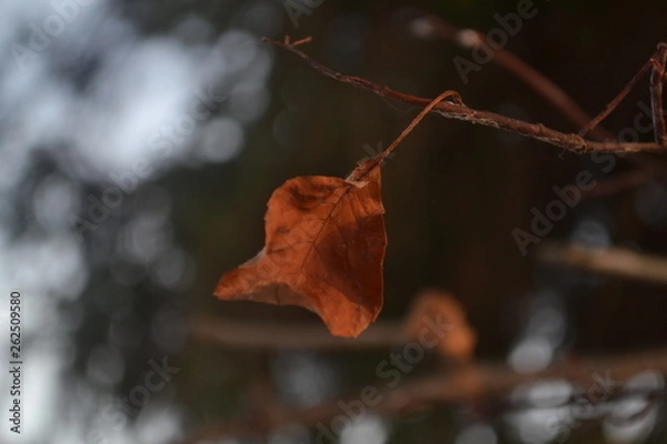 Obraz leaf on tree