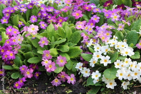Obraz Frühlingsgarten, bunte Primeln