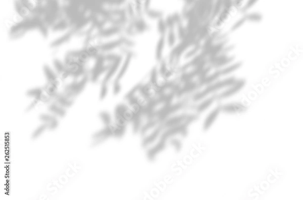 Fototapeta Summer background of shadows branch leaves on a white wall. White and Black for overlaying a photo or mockup