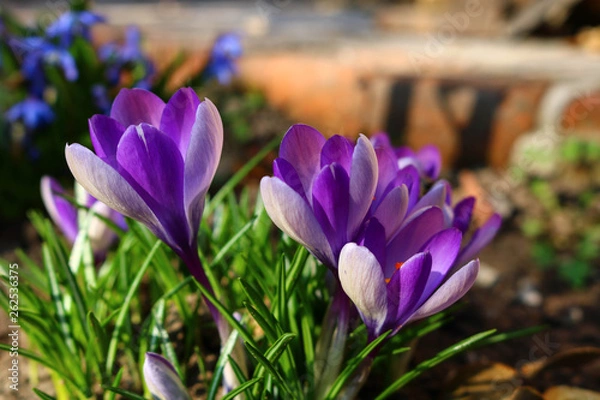 Fototapeta purple crocus in spring