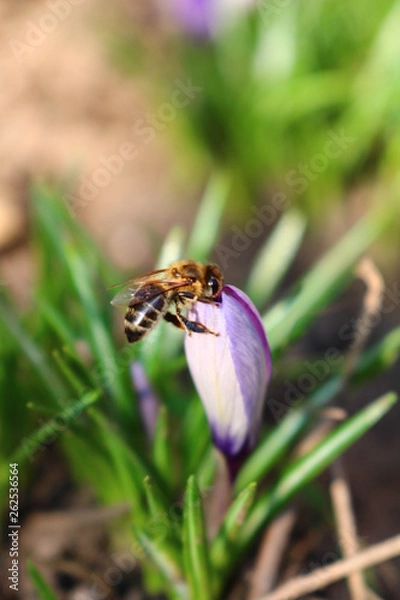 Fototapeta bee on flower