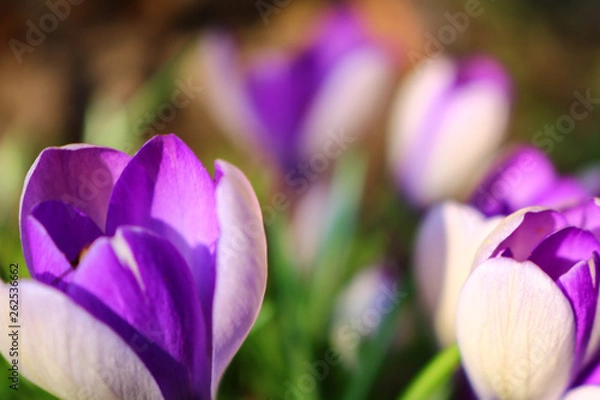 Fototapeta purple crocus
