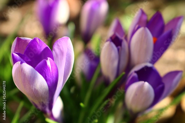 Fototapeta purple crocus in spring