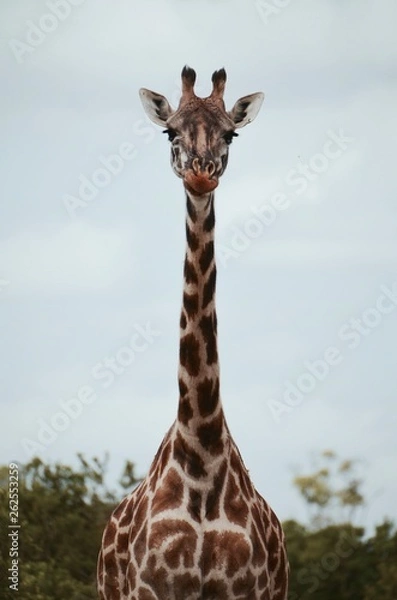 Fototapeta Tall giraffe