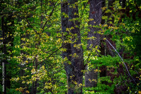 Obraz morning sun trees