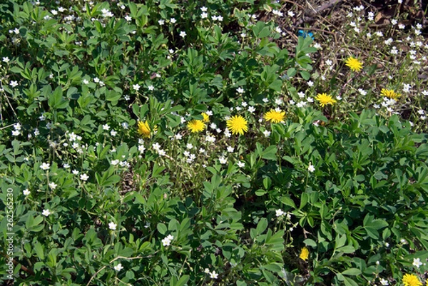 Fototapeta Одуванчиковая весна