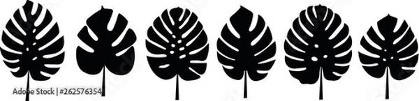 Fototapeta zestaw pysznych liści monstera