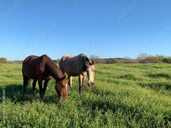 Fototapeta Cavalos a pastar