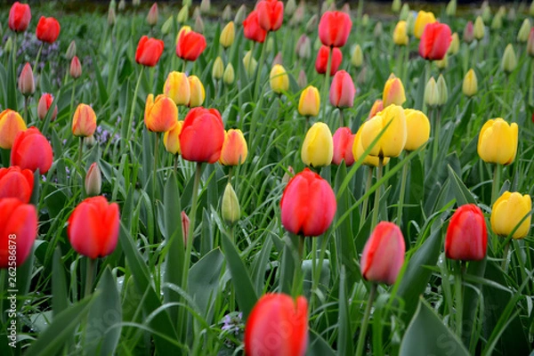 Fototapeta Field with red and yellow tulips 