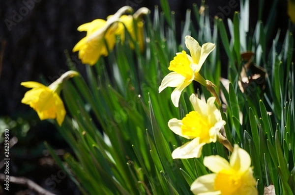 Obraz Daffodil looks twoards sun