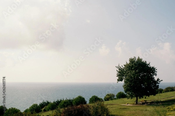 Obraz single tree in the field