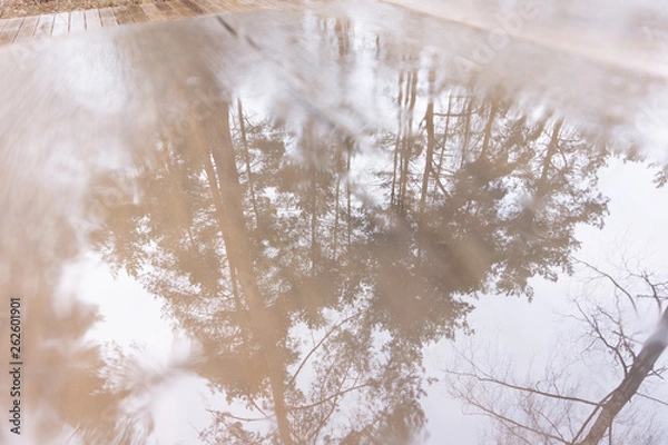 Obraz forest reflection in water