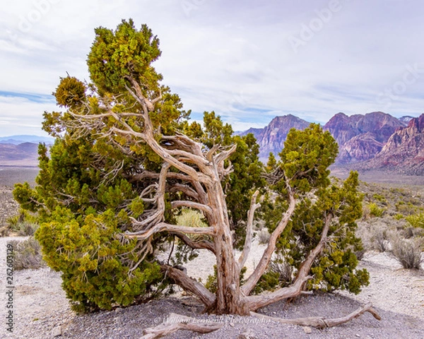 Fototapeta Desert Windblown Tree