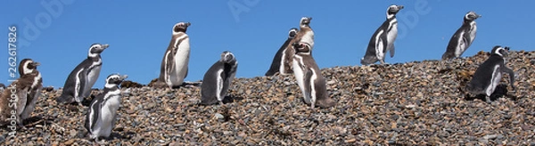 Obraz Magellanic penguins, Punta Ninfas, Argentina