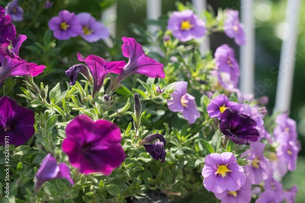Obraz Lila bepflanzter Pflanztrog auf der Dachterrasse