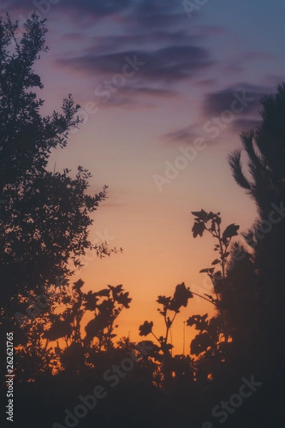 Fototapeta Sunset between a branch of a olive tree and a pine tree