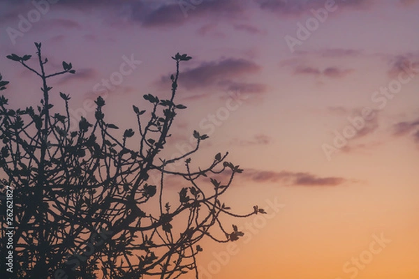 Fototapeta Sunset with clouds and a fig tree silhouette