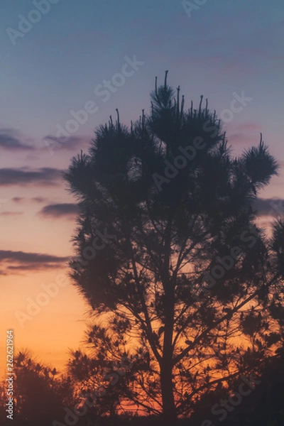 Fototapeta Sunset with clouds and the crown of the pine tree in silhouette