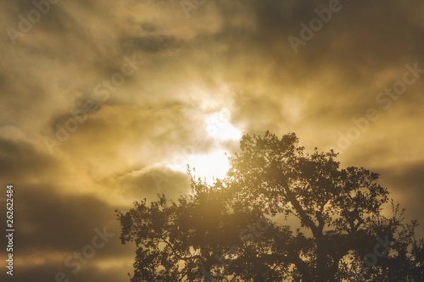 Fototapeta The sun behind the clouds and the crown of the cork tree in silhouette