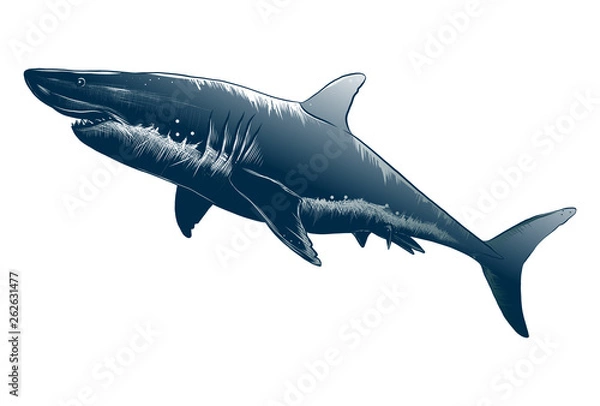 Fototapeta Vector drawing of shark in black color, isolated on white background. Graphic illustration, hand drawing. Drawing for posters, decoration and print. Vector illustration
