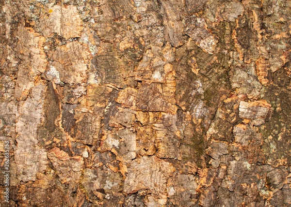 Obraz Baumrinde textur pattern