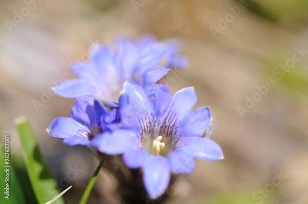 Fototapeta フデリンドウ