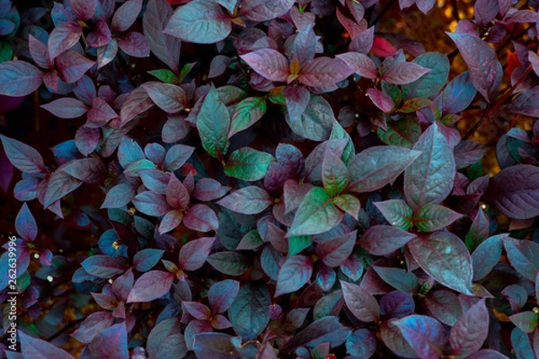 Obraz Beautiful purple leaves background