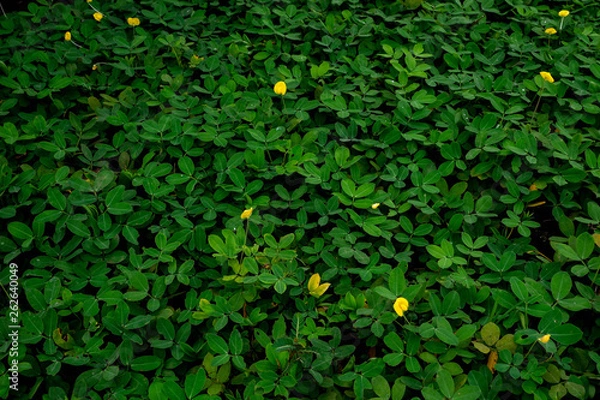 Obraz Beautiful Green leave texture background