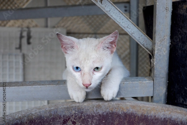 Obraz Cute white cat with different colored eyes (heterocromatic eyes)