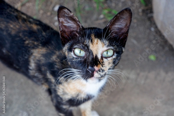 Fototapeta Close up striped cat face on the street 