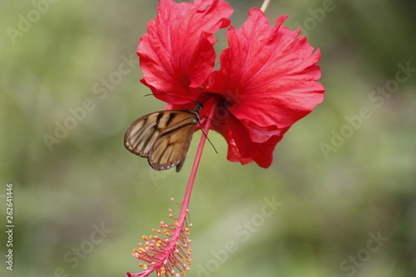 Obraz butterfly taking nectar from a flower.
