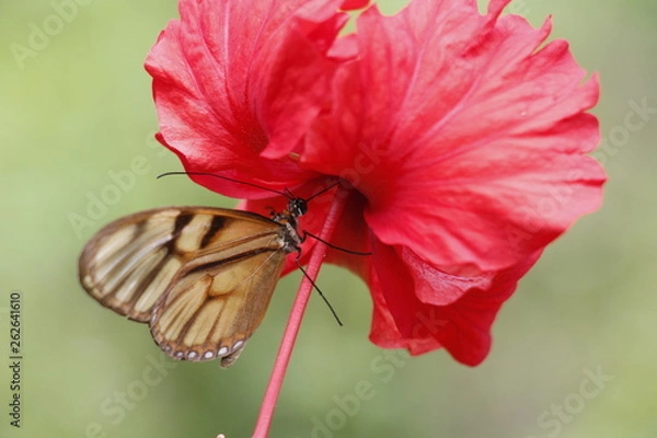 Obraz butterfly taking nectar from a flower.