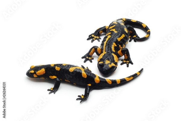 Fototapeta salamander