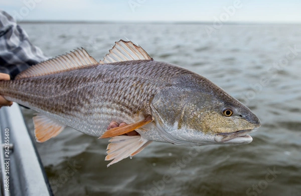 Obraz Louisiana Redfish